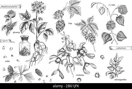 Set vintage hand drawn sketch medicine herbs elements isolated on white background. Cedar, mistletoe, hop, physalis, ashwagandha, ginseng. Vector Stock Vector