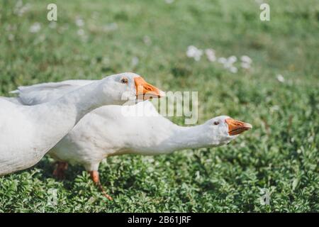 Two white domestic goose close-up in the rural courtyard on a grass, agricultural and farm concept Stock Photo