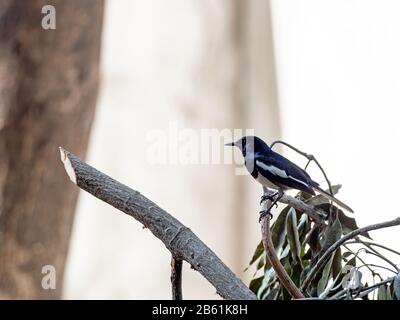 Closeup Oriental Magpie Robin Perched on Branch Isolated on Background Stock Photo