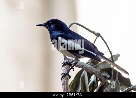 Closeup Oriental Magpie Robin Perched on Branch Isolated on Background Stock Photo