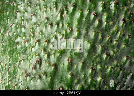 Macro shot of an unpeeled avocado fruit. Peel texture of avocado. Stock Photo