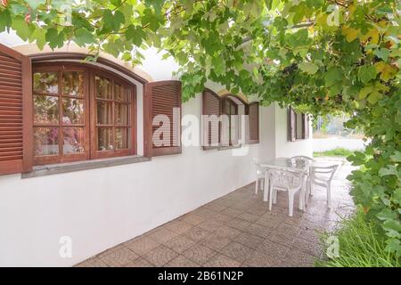 Vintage wooden windows of the house, in the garden of grape leaves. Stock Photo