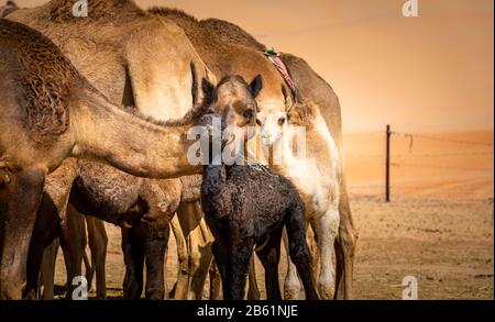 young baby camels in the desert wilderness in different colors with their family Stock Photo