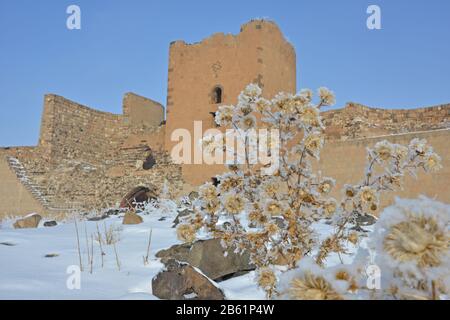 Ani fortress ruins in winter season. Beautiful frosted plants in foreground. Stock Photo