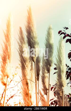 Cortaderia selloana, commonly known as pampas grass, in the view Stock Photo