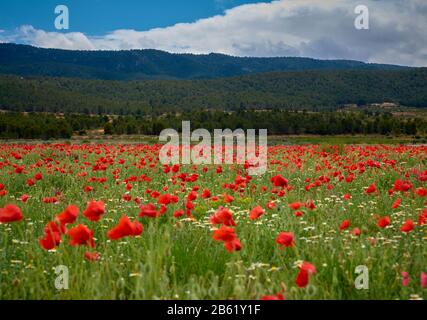 view of a field of red poppies in front of a mountain with pine trees on a cloudy day Stock Photo