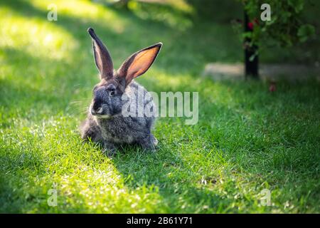 Cute adorable grey fluffy rabbit sitting on green grass lawn at backyard. Small sweet bunny sitting at meadow in green garden on bright sunny morning Stock Photo