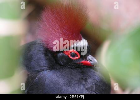 Crested wood partridge Stock Photo