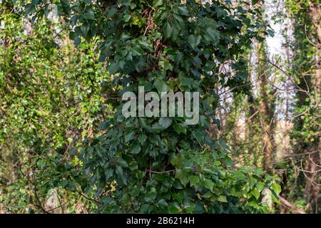 English Ivy hedera helix covering dead and decaying trees in English woodland near South Ferriby in North Lincolnshire. Stock Photo