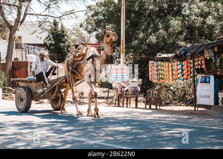 Sawai Madhopur, India - March 7, 2020: Indian man gets pulled by a cart with a camel along the side of the road Stock Photo