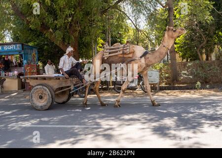 Sawai Madhopur, India - March 7, 2020: Indian man gets pulled by a cart with a camel along hte side of the road Stock Photo