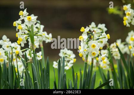 Daffodil-Narcissus tazetta var. chinensis, in flower in a Devon garden, March 2020 Stock Photo