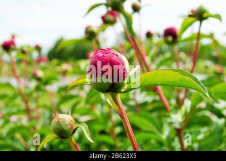 Close up of buds and flowers on a red peony bush in the garden paeonia lactiflora Stock Photo