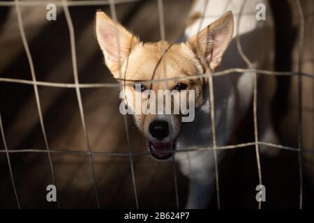 Little dog behind a fence in a dog shelter Stock Photo