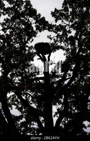 Stork's nest Stock Photo