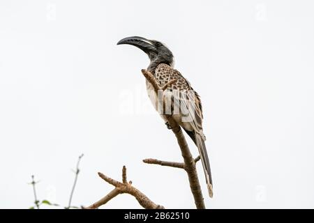 African grey hornbill, Lophoceros nasutus, adult perched on tree, Gambia Stock Photo