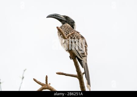 African grey hornbill, Lophoceros nasutus, adult perched on tree, Gambia Stock Photo