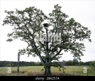 Stork's nest Stock Photo