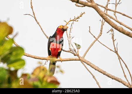 bearded barbet, Lybius dubius, adult calling while perched in tree, Gambia Stock Photo