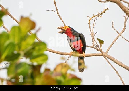 bearded barbet, Lybius dubius, adult calling while perched in tree, Gambia Stock Photo