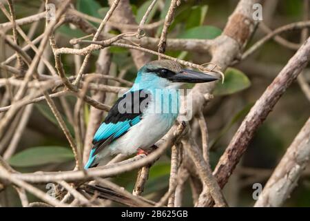 blue-breasted kingfisher, Halcyon malimbica, adult perched in tree over river, Gambia Stock Photo