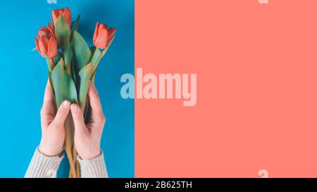 Close-up of beautiful female hands with manicure with toned orange flowers tulips on multicolored orange and blue background. Hand care, spa, beauty a Stock Photo