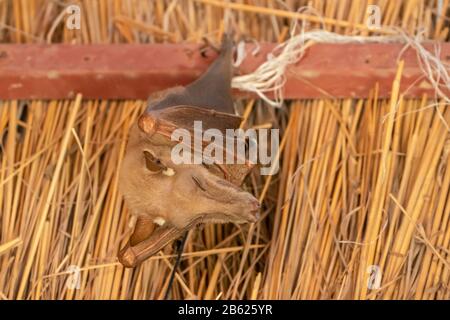 Gambian epauletted fruit bat, Epomophorus gambianus, roosting in man made structure, Gambia Stock Photo