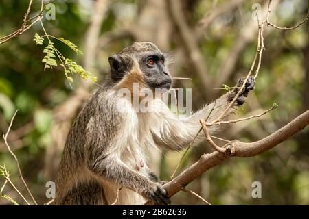 green monkey or callitrix monkey, Chlorocebus sabaeus, close-up of adult in tree feeding on fruit, Gambia Stock Photo