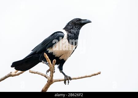 pied crow, Corvus albus, adult perched in tree, Gambia Stock Photo