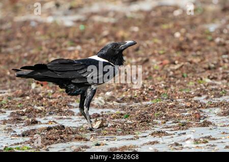 pied crow, Corvus albus, adult standing on ground, Gambia Stock Photo
