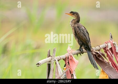 reed cormorant or long-tailed cormorant, Microcarbo africanus, perched on branch of tree, Gambia Stock Photo