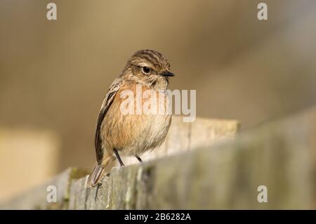 Female Stonechat, Saxicola torquata, Sitting On A Wooden Fence Looking Towards The Camera. Taken at Stanpit Marsh UK Stock Photo