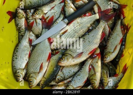 Common Rudd Edible Freshwater fish, rudd, common roach or red lead (Scardinius ...