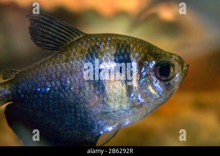 Tropical fish Black Skirt Tetra in the aquarium. Gymnocorymbus ternetzi Stock Photo