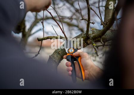 Unrecognizable man pruning fruit trees in his garden. Male gardener using pruning shears. Springtime gardening. Cropped shot, hands close up. Stock Photo