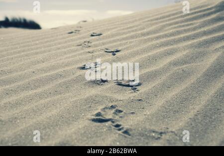 bird footprints on a sandy beach
