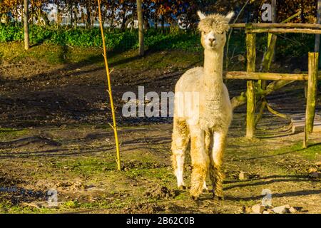 portrait of a white alpaca, popular animal farm pet, llama specie from South America Stock Photo