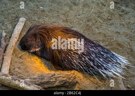 closeup of a indian crested porcupine, popular tropical animal specie from Asia Stock Photo