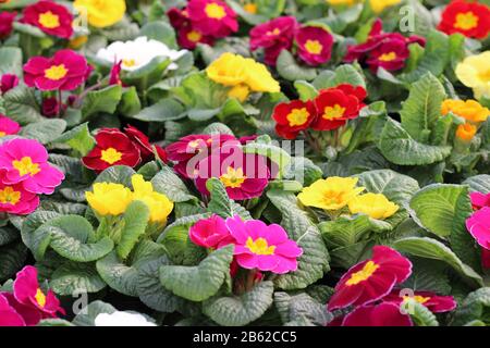 Multi colored spring flowers background. Brightly colored Primula vulgaris plants flowering in spring. Selective focus. Stock Photo