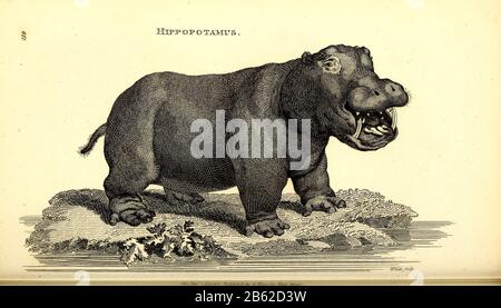 Hippopotamus from General zoology, or, Systematic natural history Vol II Part 2 Mammalia, by Shaw, George, 1751-1813; Stephens, James Francis, 1792-1853; Heath, Charles, 1785-1848, engraver; Griffith, Mrs., engraver; Chappelow. Copperplate Printed in London in 1801 by G. Kearsley Stock Photo