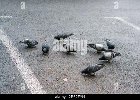 pigeons eating seeds from the ground in rainy day Stock Photo