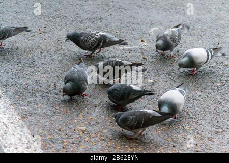 pigeons eating seeds from the ground in rainy day Stock Photo