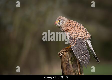 A profile portrait of a female kestrel, Falco tinnunculus, perched on a wooden post mantling to cover its prey from other predators Stock Photo