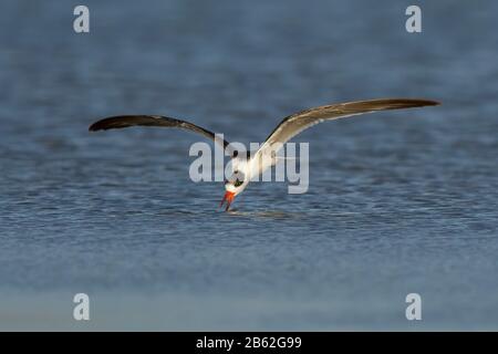 Indian skimmer or Indian scissors-bill (Rynchops albicollis) skimming Stock Photo