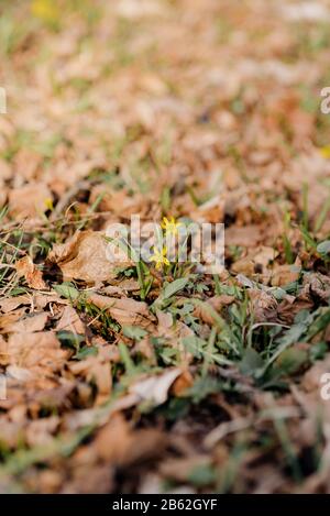 First wild spring flowers - Gagea lutea (yellow Star of Bethlehem) in forest Stock Photo