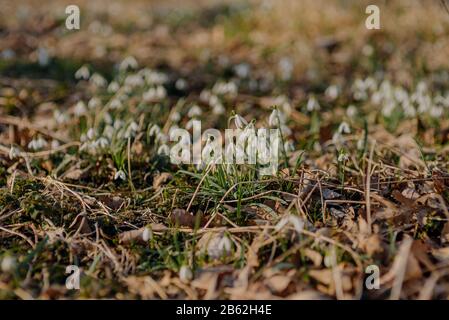 Beautiful snowdrops on bokeh background in sunny spring forest. Stock Photo