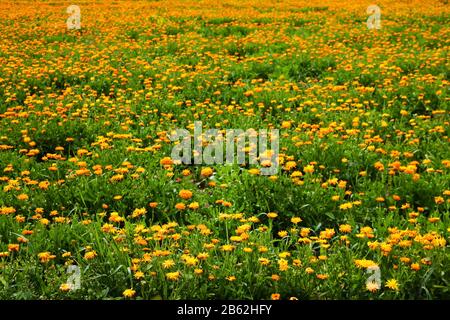 Orange pot marigold. Calendula officinalis field, flowers medicine Stock Photo