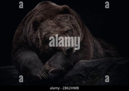Tired brown Kamchatka bear (Ursus arctos beringianus) on rock, isolated on black background