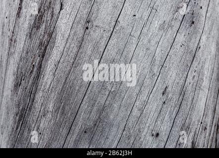 knotted dead pine tree trunk showing twisted wood grain Stock Photo