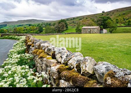 Yorkshire dry stone wall with roadside wildflowers bordering a hay meadow containing a traditional stone field barn Stock Photo